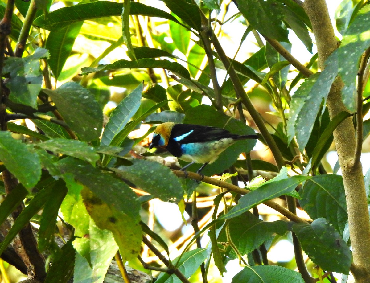 Золотистоголовая танагра - ML644295263