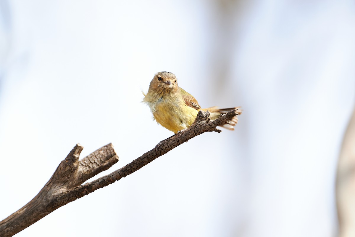 Weebill - ML644295277