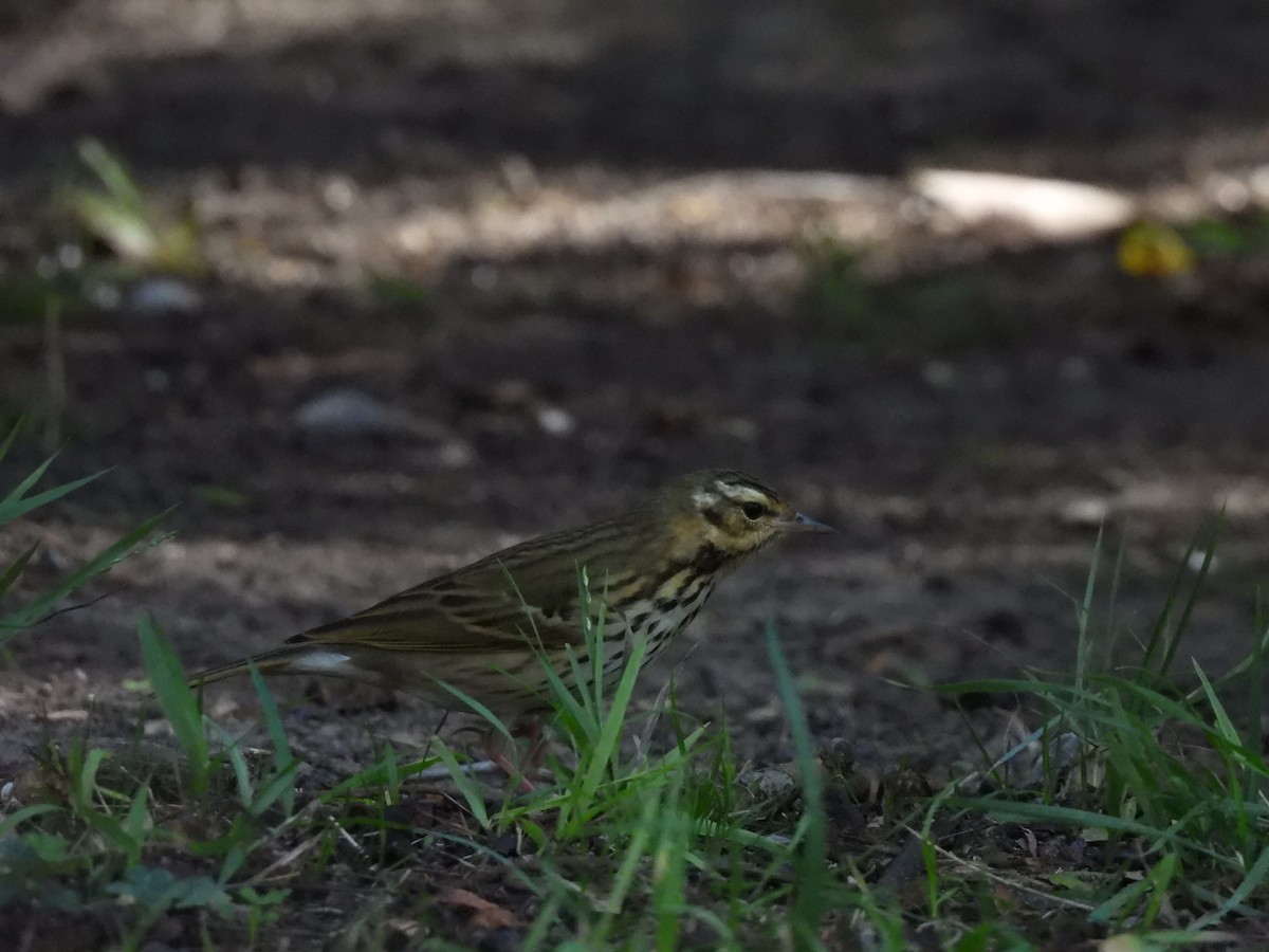 Olive-backed Pipit - ML644295283