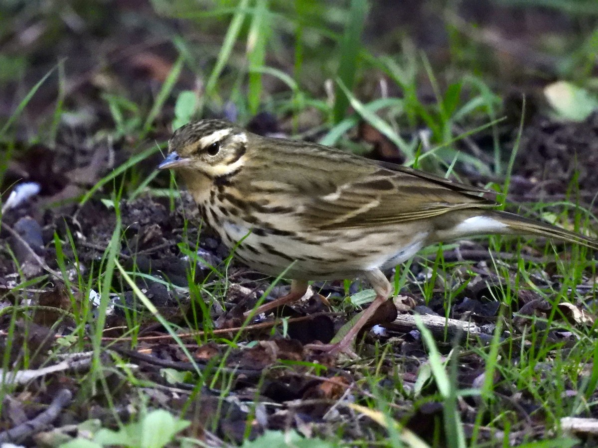 Olive-backed Pipit - ML644295284