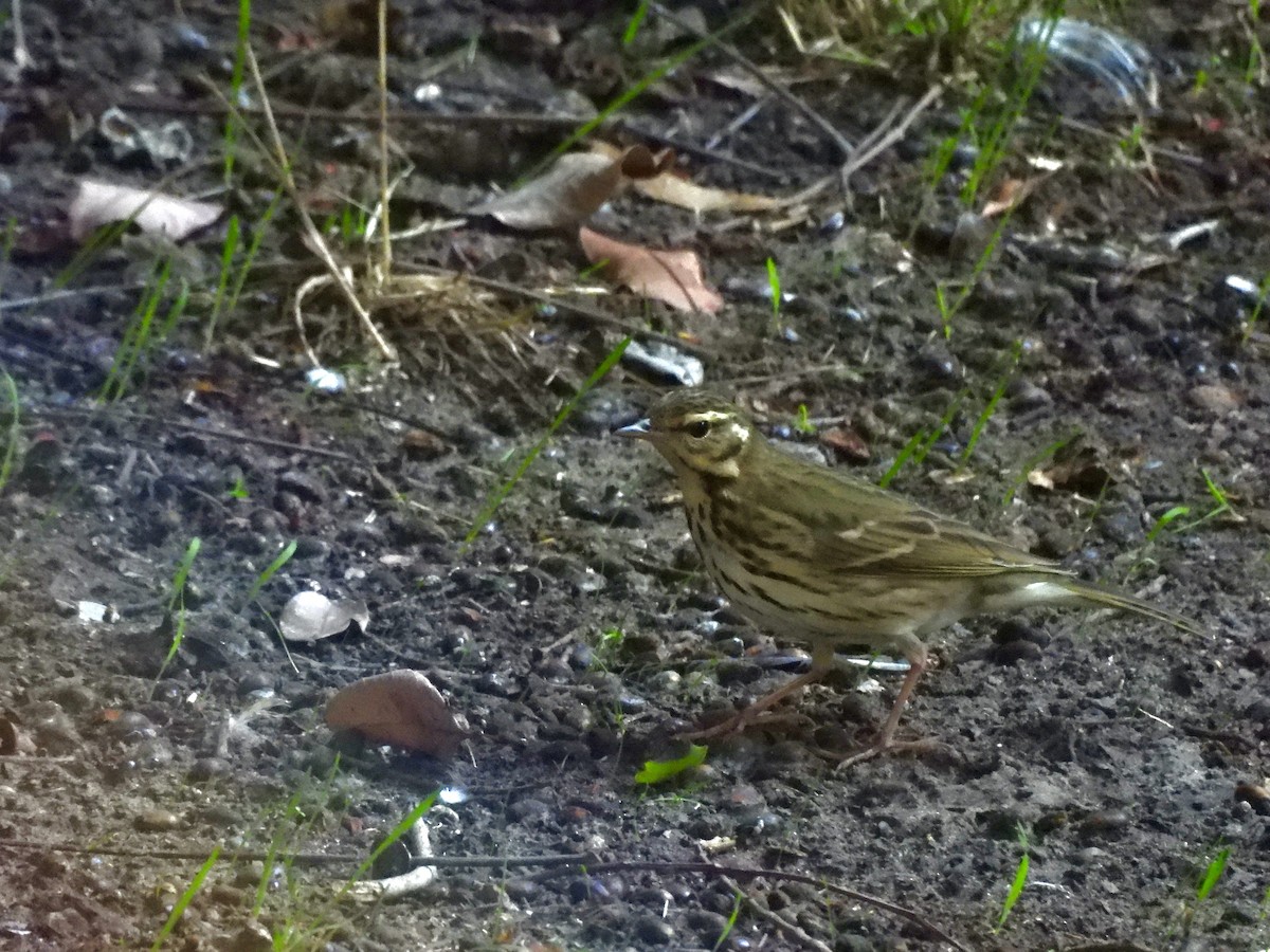 Olive-backed Pipit - ML644295285