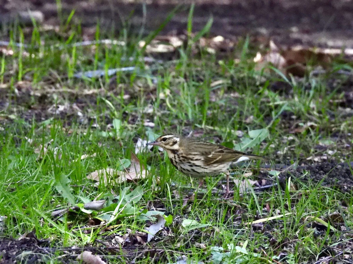 Olive-backed Pipit - ML644295286