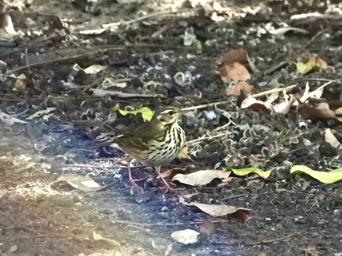 Olive-backed Pipit - ML644295287