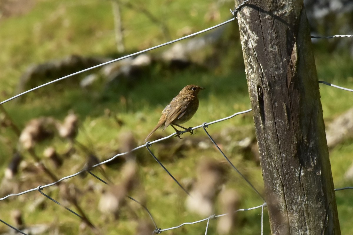 Өрнийн зээрд омруут - ML644295288