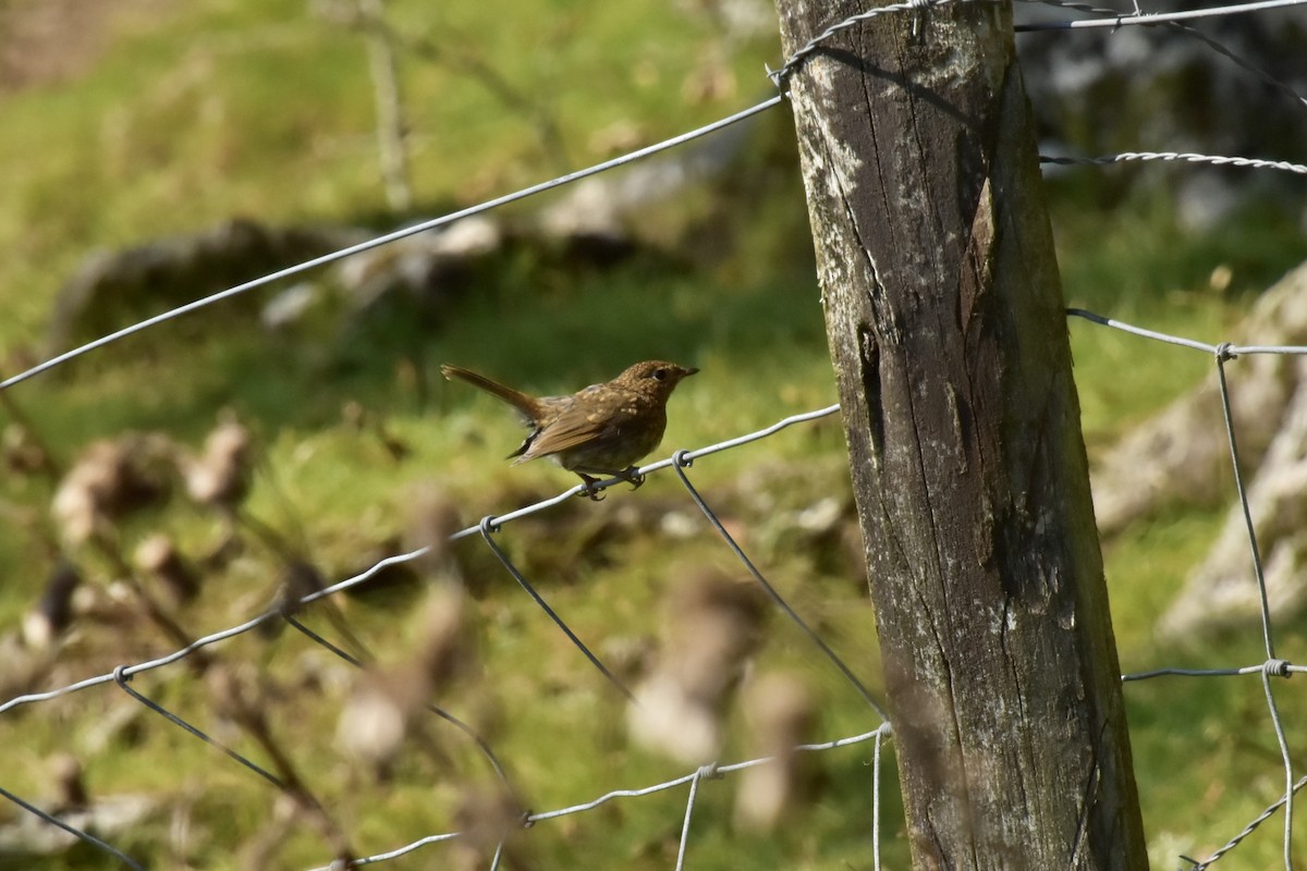 Өрнийн зээрд омруут - ML644295289