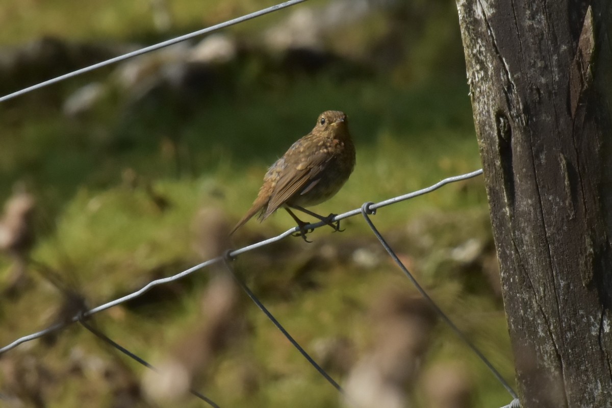 Өрнийн зээрд омруут - ML644295290