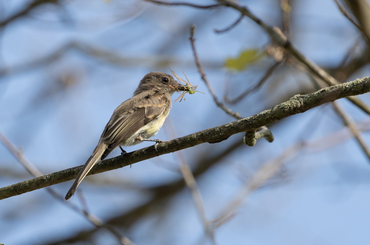 Eastern Phoebe - ML644295291