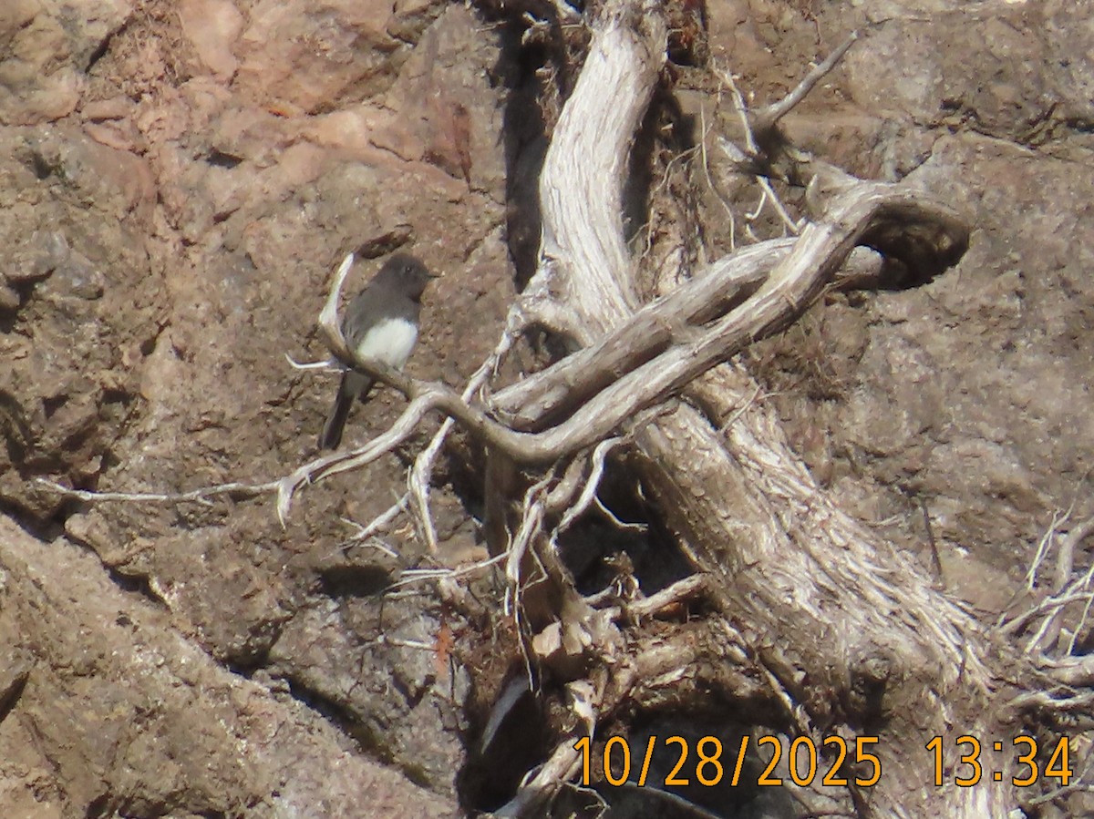 Black Phoebe - ML644295294