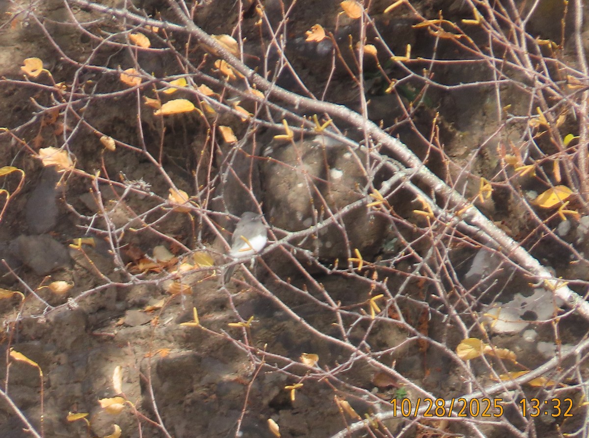 Black Phoebe - ML644295312