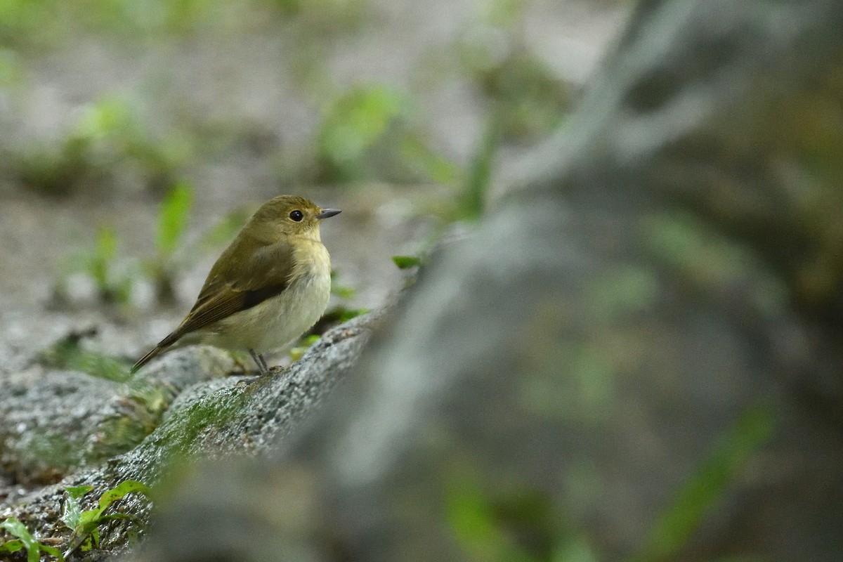Narcissus Flycatcher - ML644295320