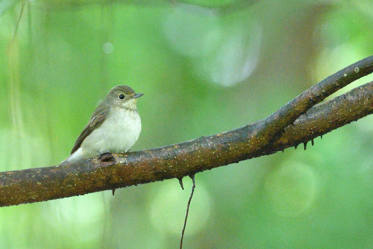 Narcissus Flycatcher - ML644295321