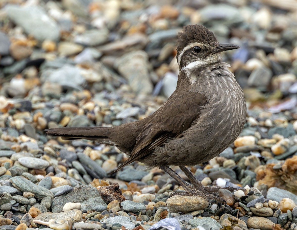 Cinclode à ventre sombre - ML644295326