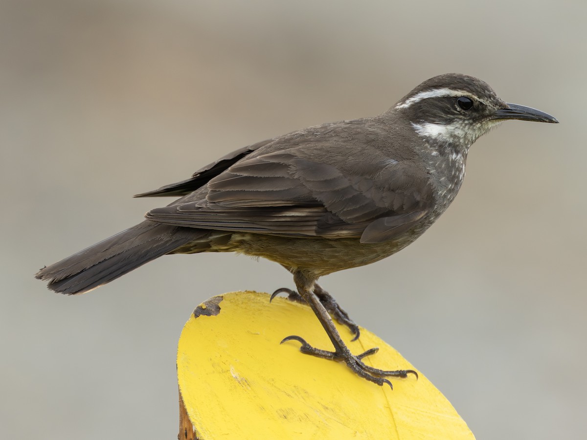 Cinclode à ventre sombre - ML644295327