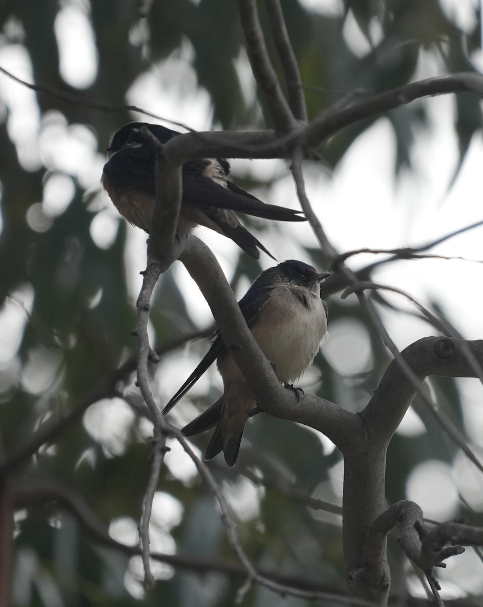 Tree Martin - ML644295329