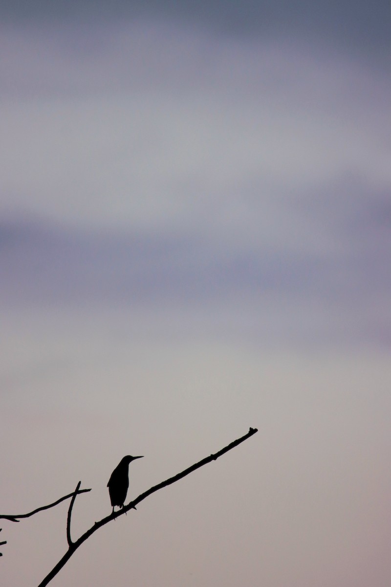 Green Heron (virescens/bahamensis) - ML644295330