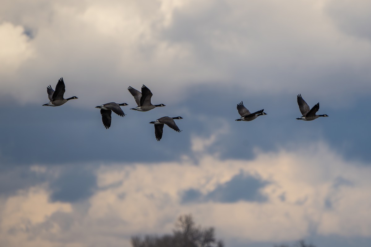 カナダガン - ML644295331