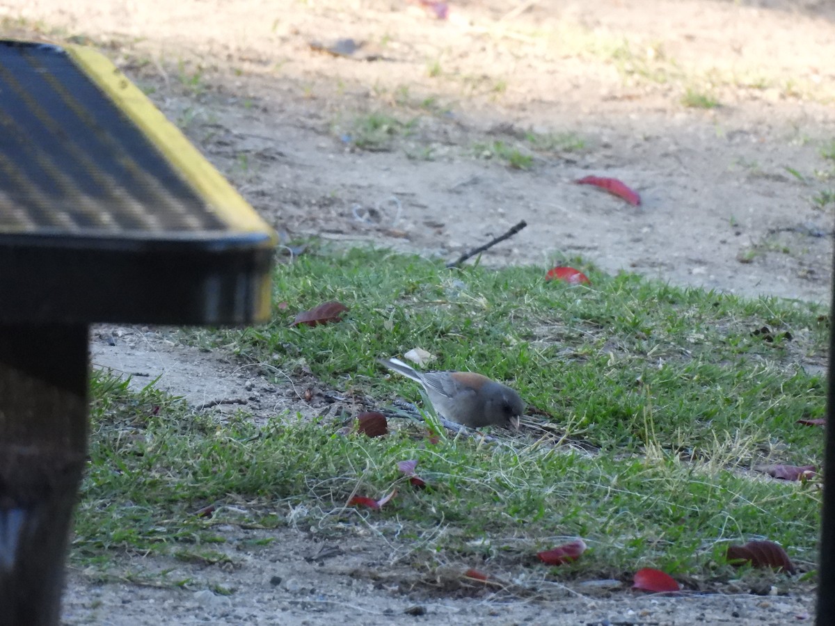 Dark-eyed Junco (Gray-headed) - ML644295337
