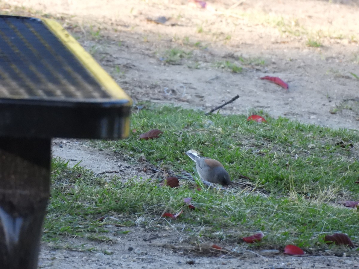 Dark-eyed Junco (Gray-headed) - ML644295338