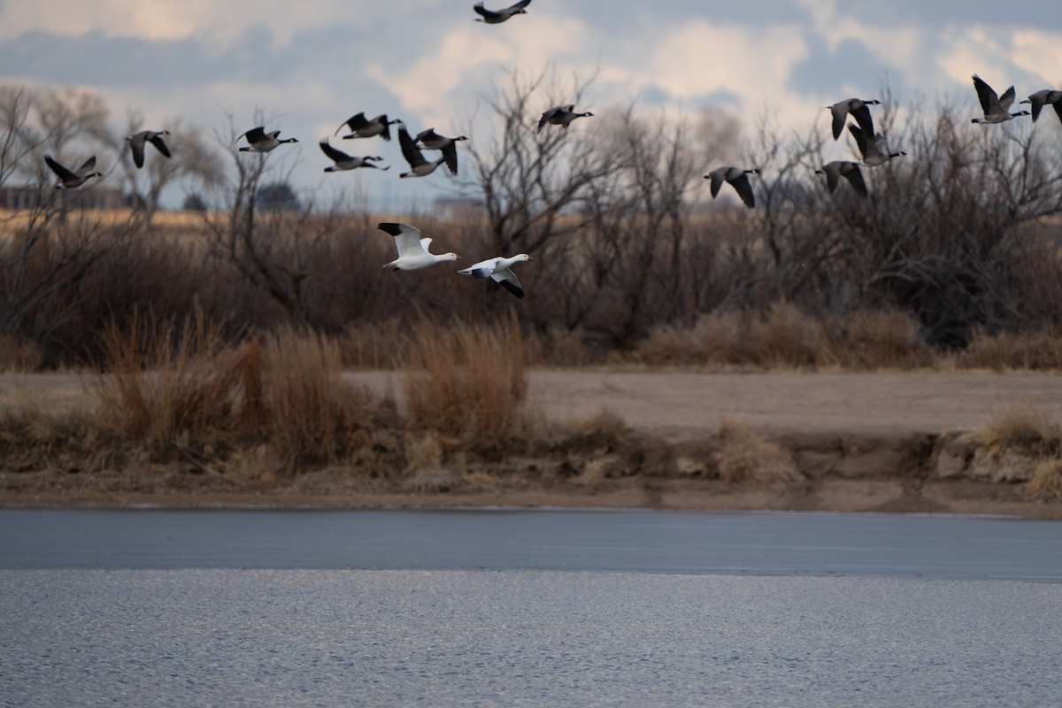 ハクガン - ML644295345