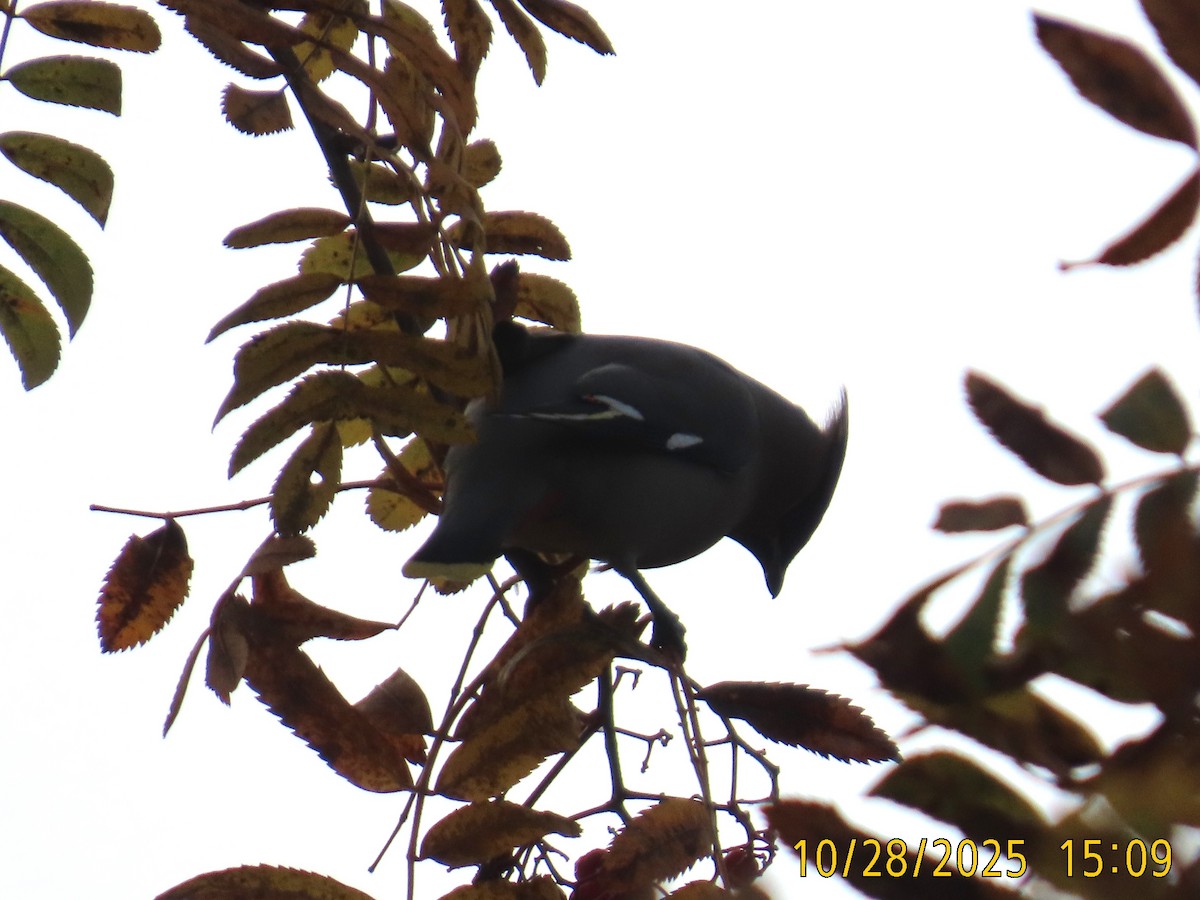 Buztanori boreala - ML644295350