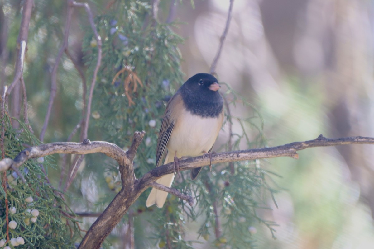 Dark-eyed Junco (Oregon) - ML644295352