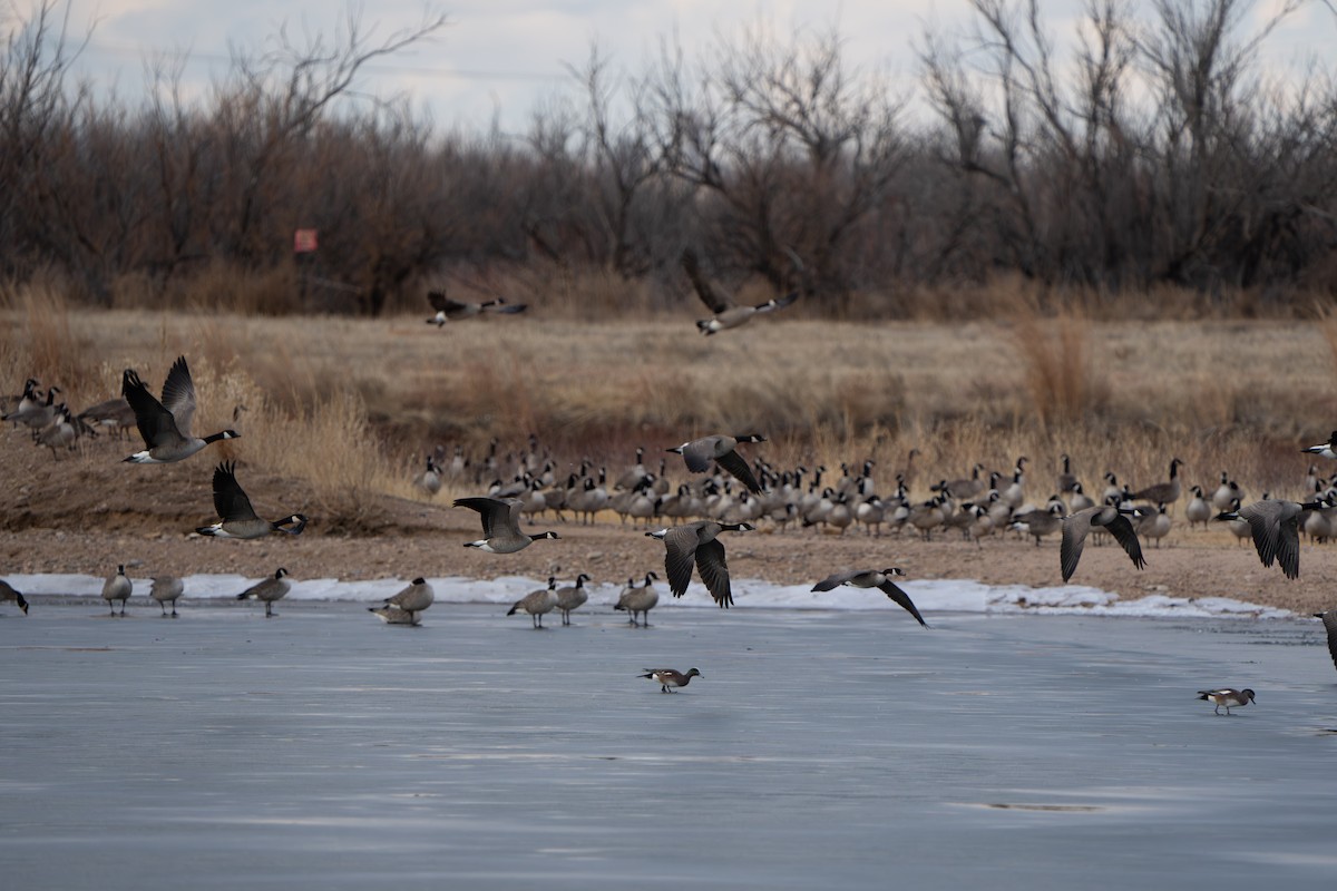 カナダガン - ML644295354