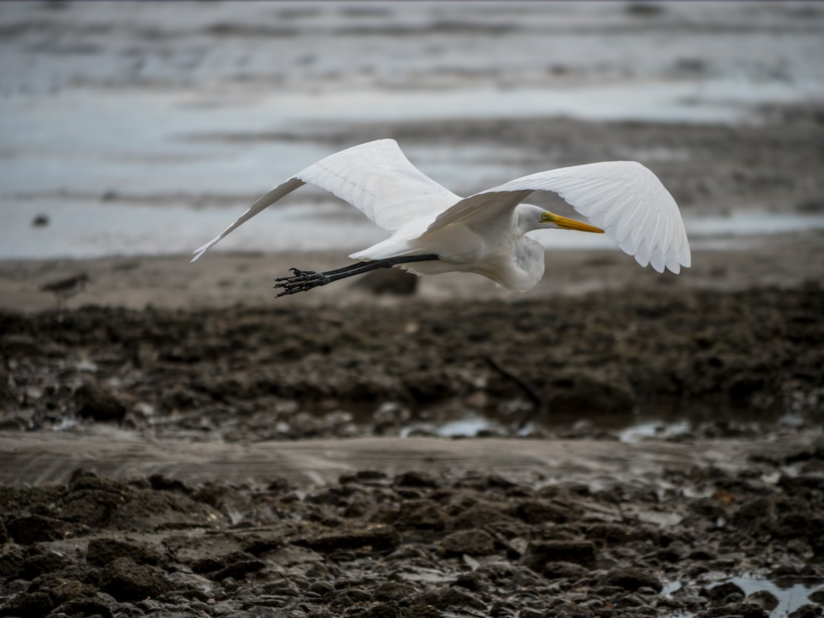 Koartza zuria - ML644295355