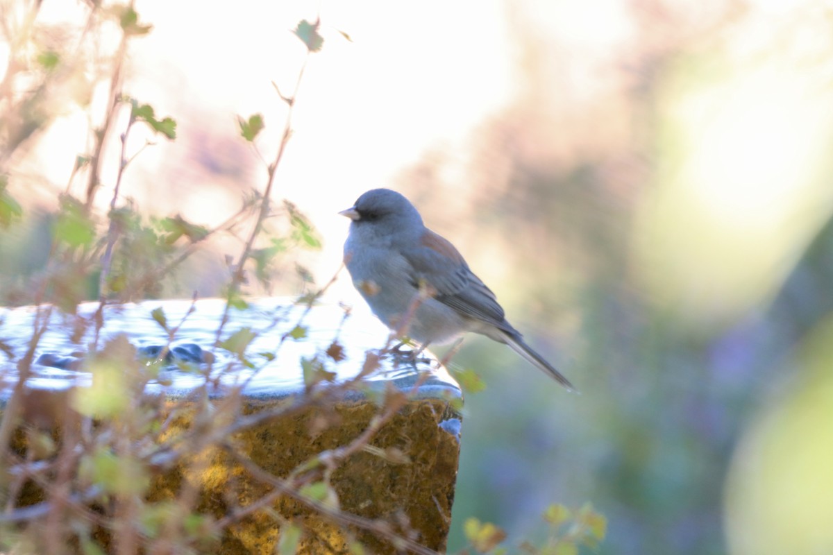 Dark-eyed Junco (Gray-headed) - ML644295356