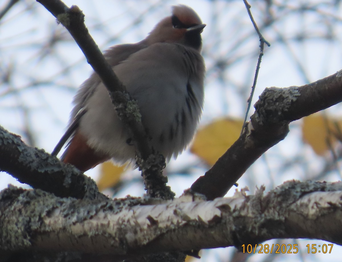 Buztanori boreala - ML644295358