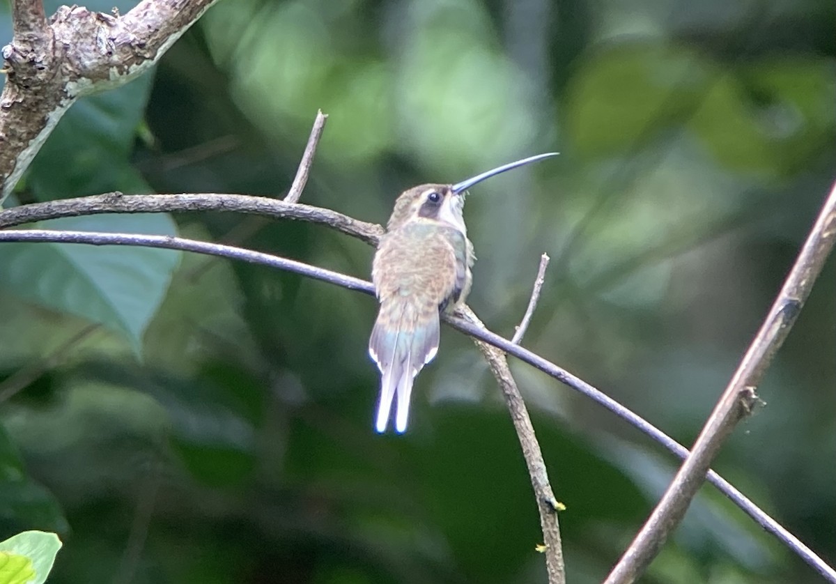 Ermitaño Ventripálido - ML644295360