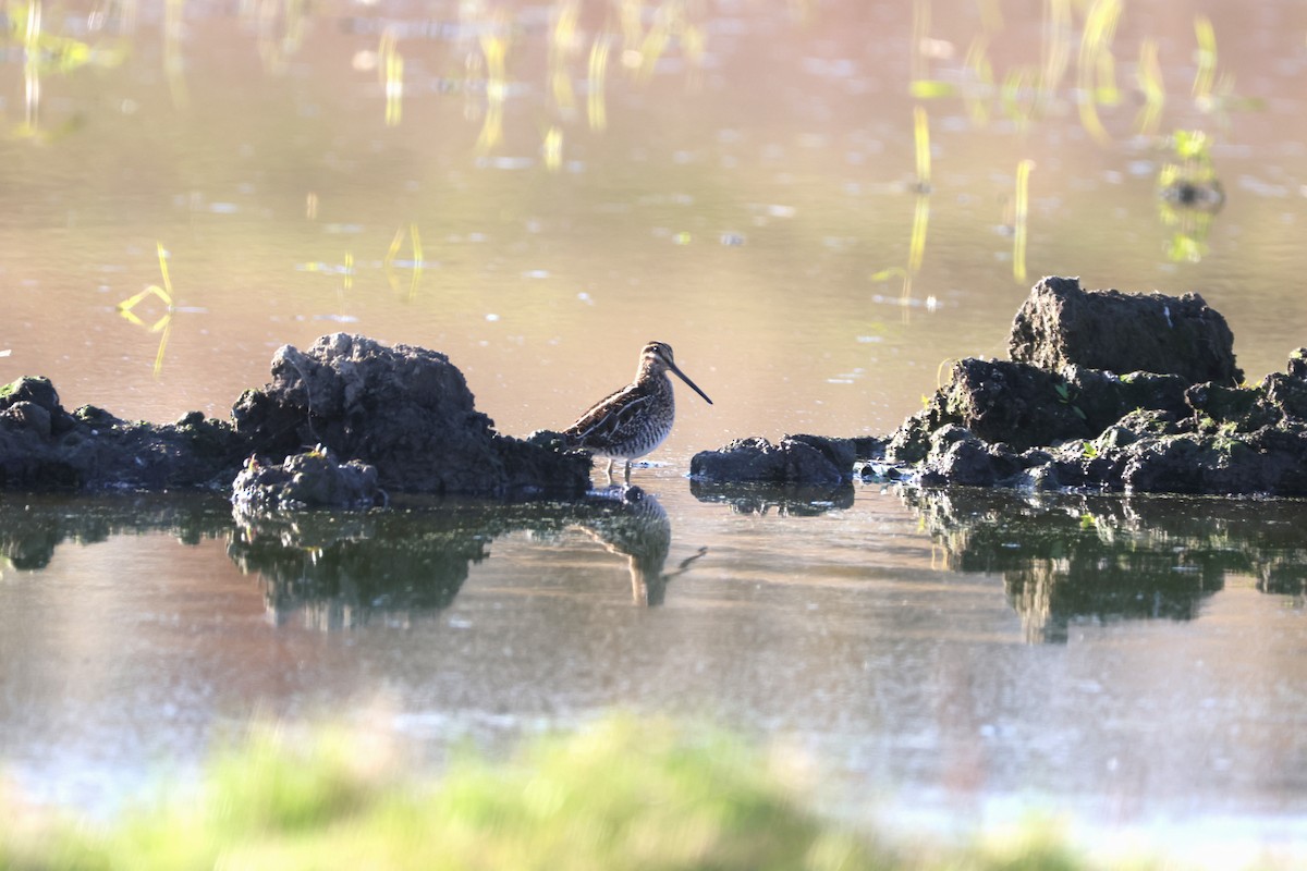 Wilson Suçulluğu - ML644295362