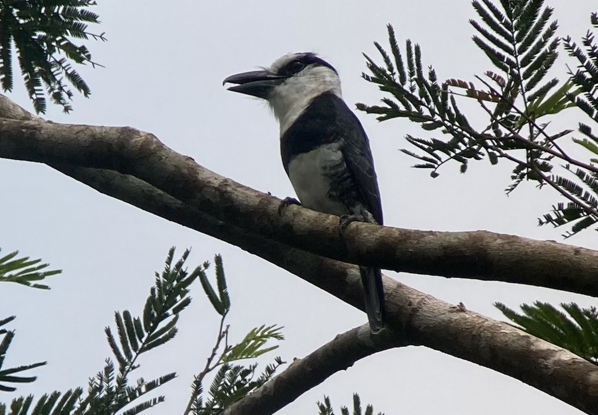 シロエリオオガシラ - ML644295367