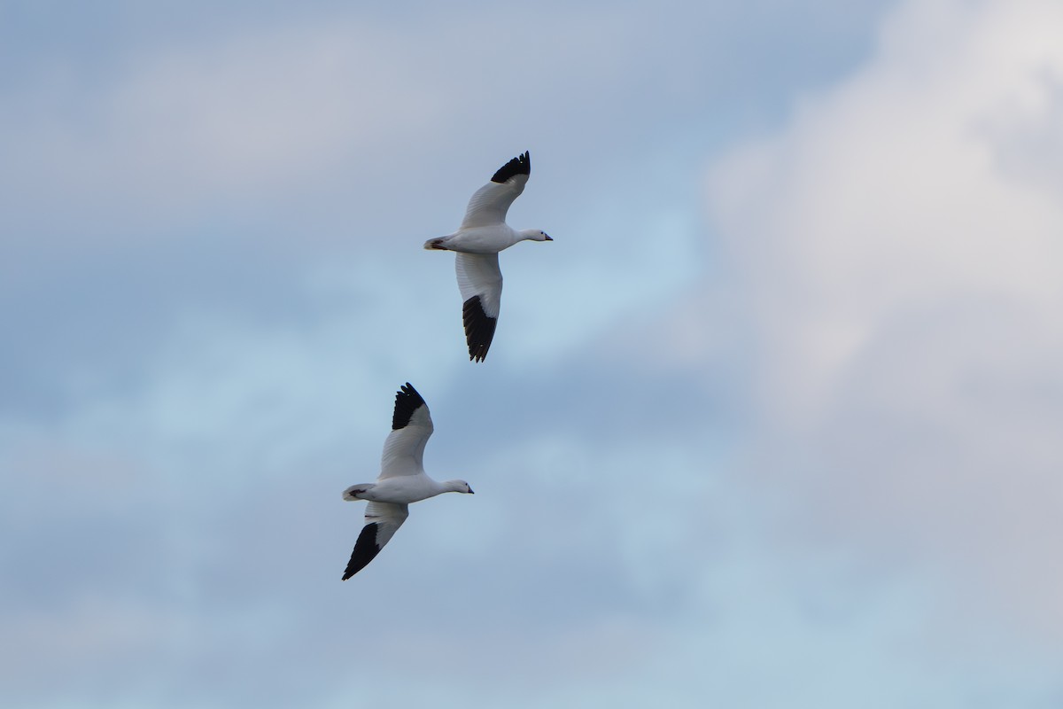 ヒメハクガン - ML644295368