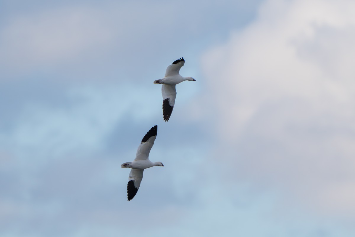 ヒメハクガン - ML644295369