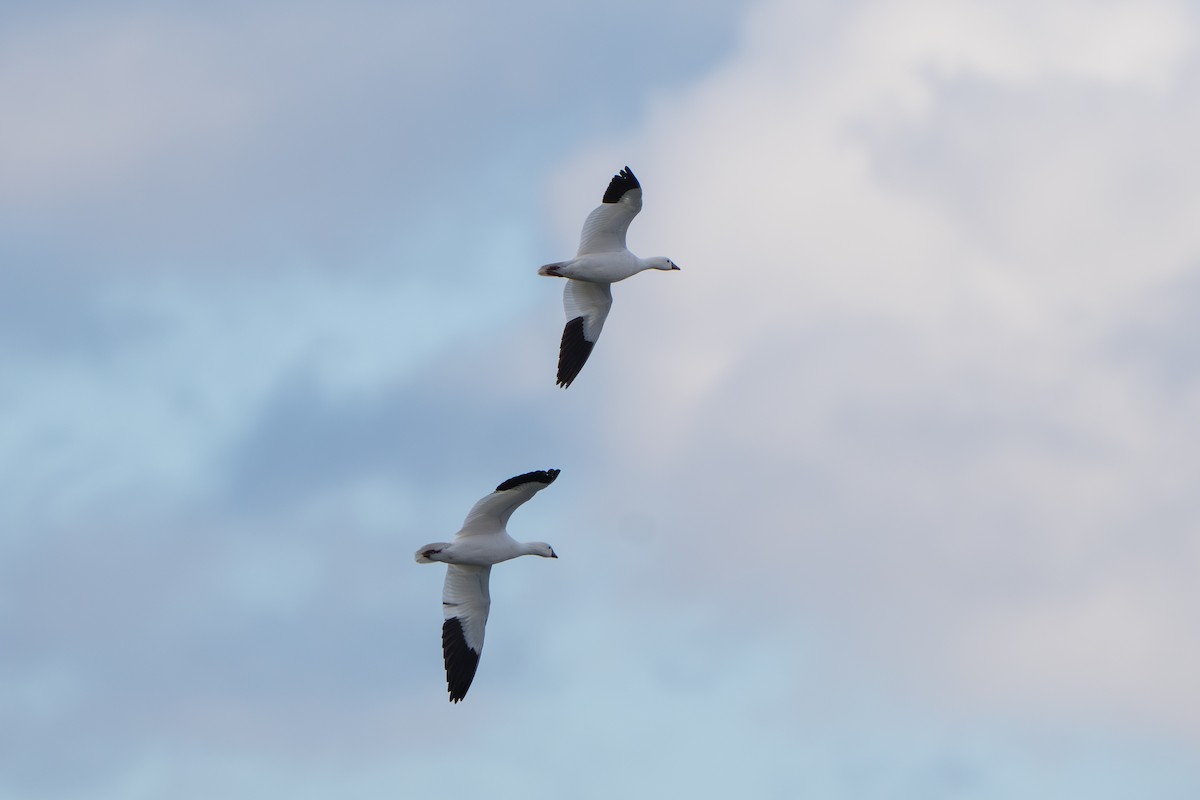 Гуска Роса - ML644295370