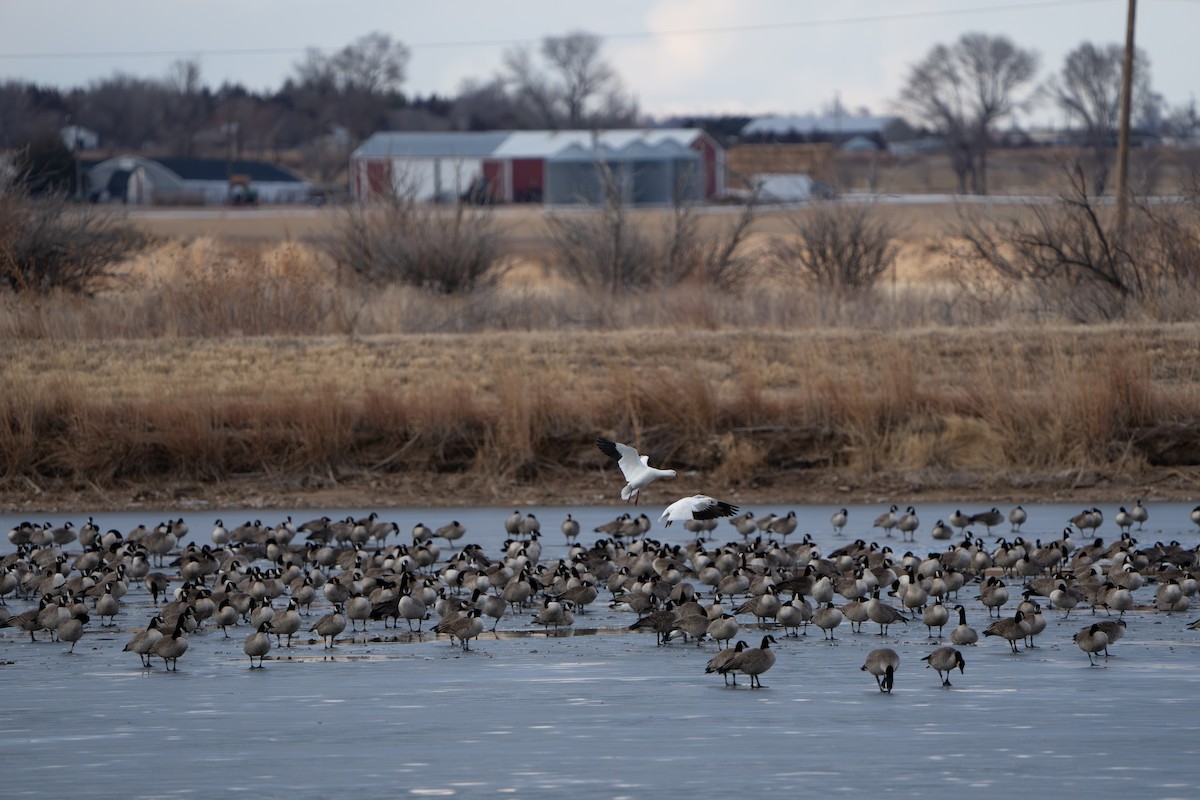 Гуска Роса - ML644295371