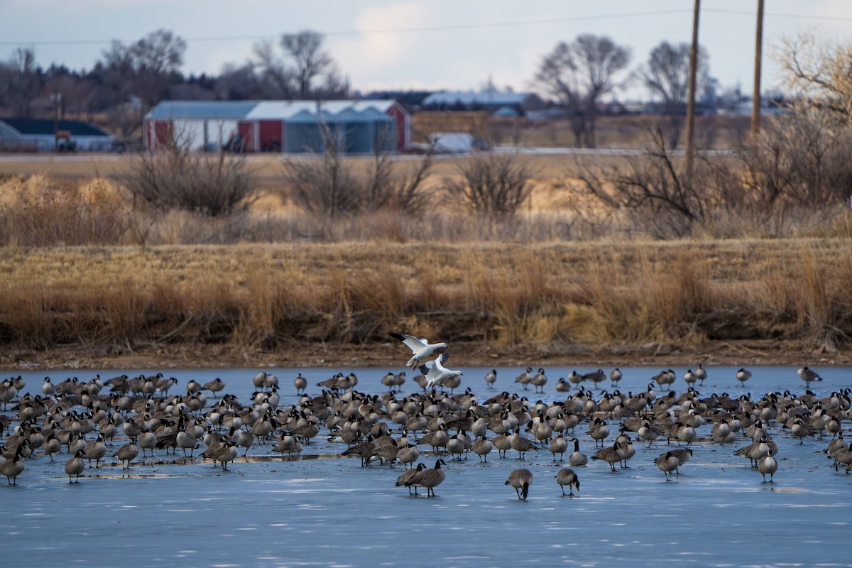 Гуска Роса - ML644295372