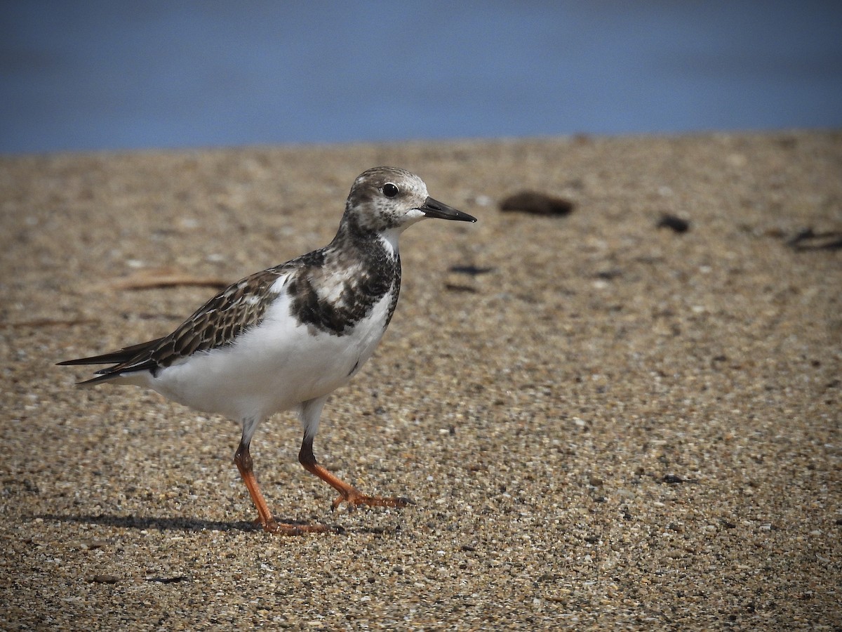 キョウジョシギ - ML644295373