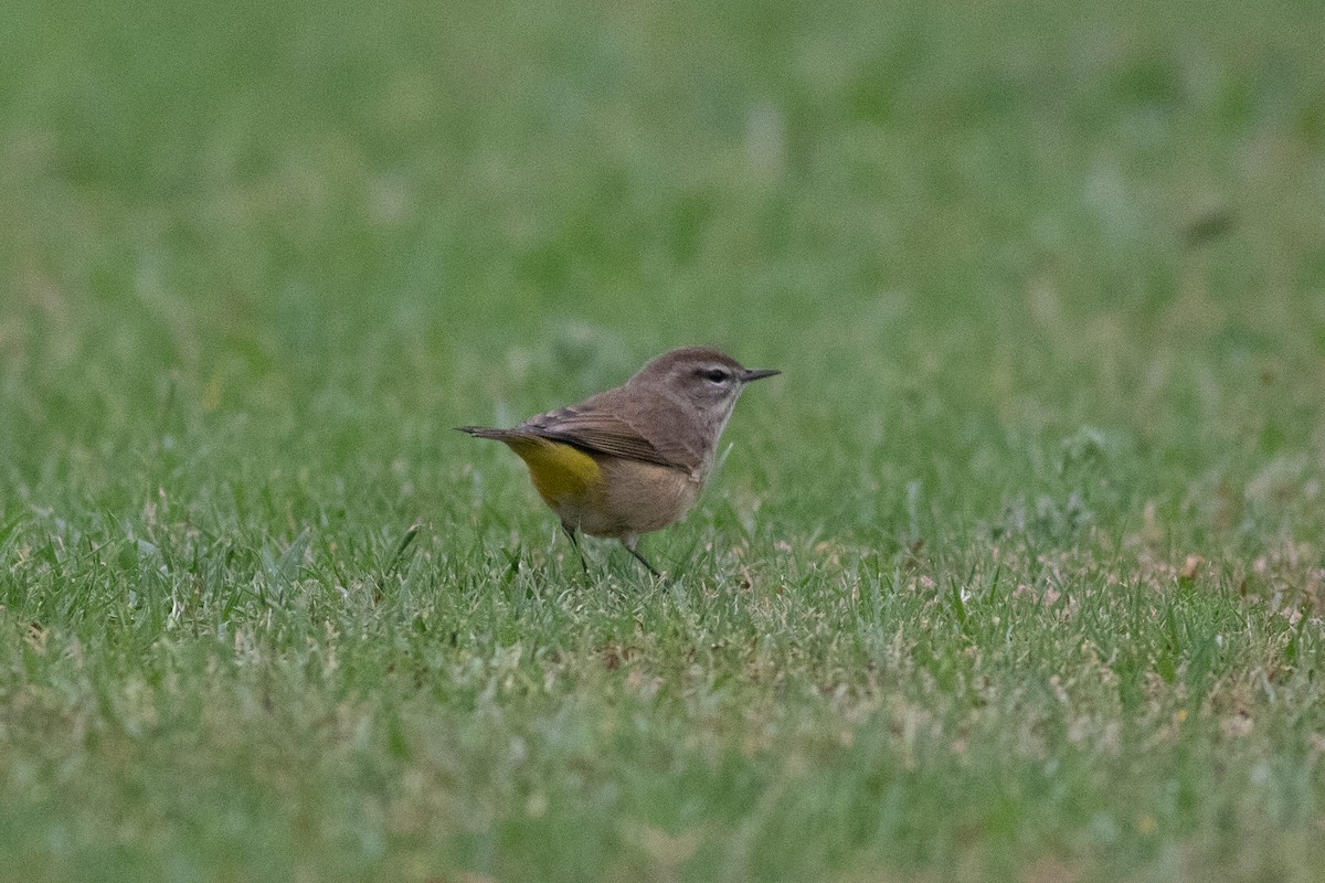 ヤシアメリカムシクイ - ML644295374