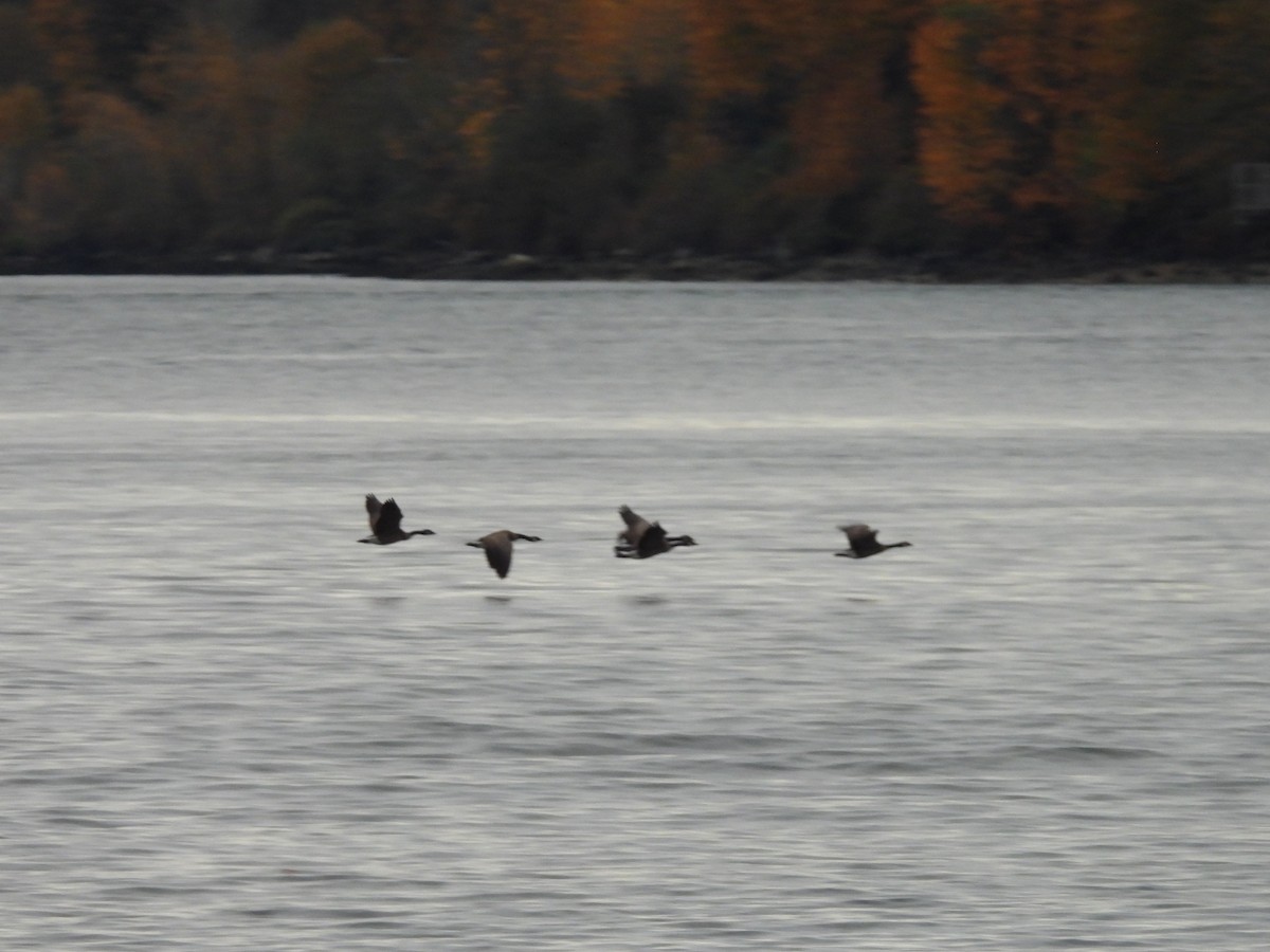 カナダガン - ML644295376