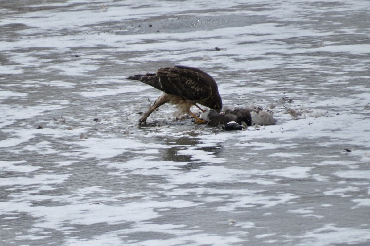 アメリカハイイロチュウヒ - ML644295377