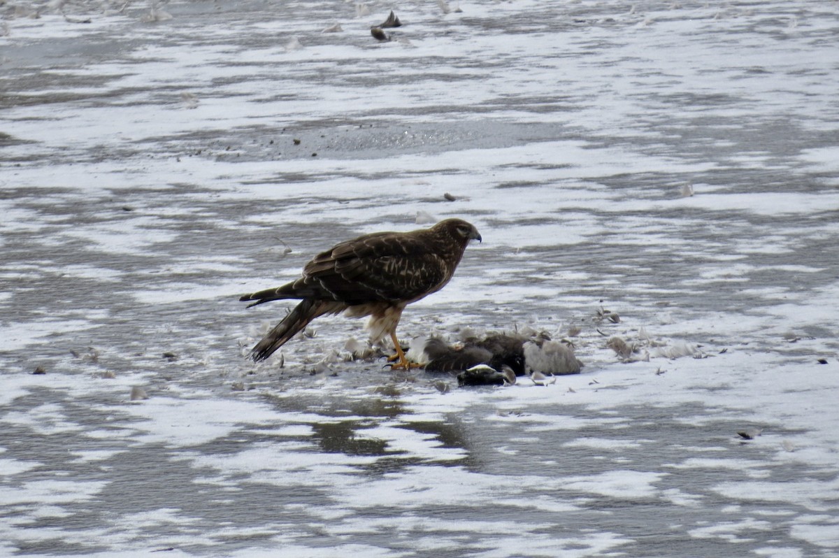 アメリカハイイロチュウヒ - ML644295378