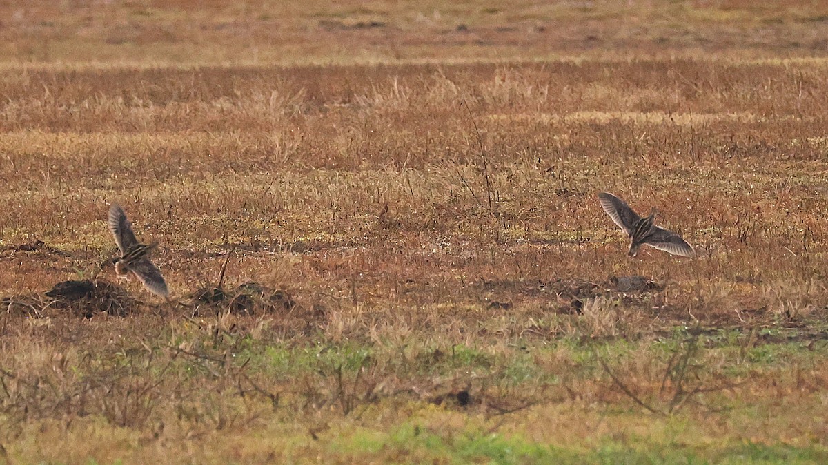 アメリカタシギ - ML644295379