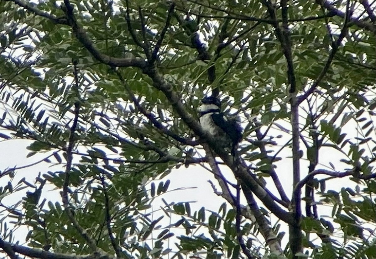 シロクロオオガシラ - ML644295380