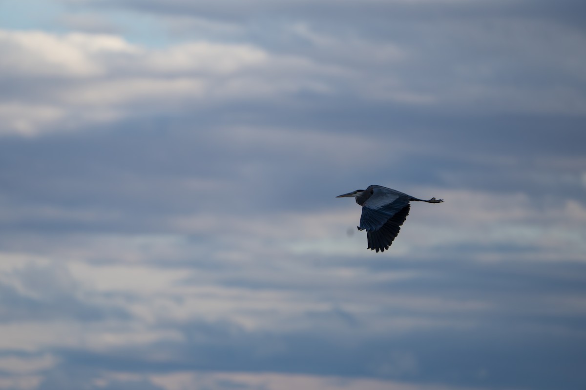 Чапля північна - ML644295381