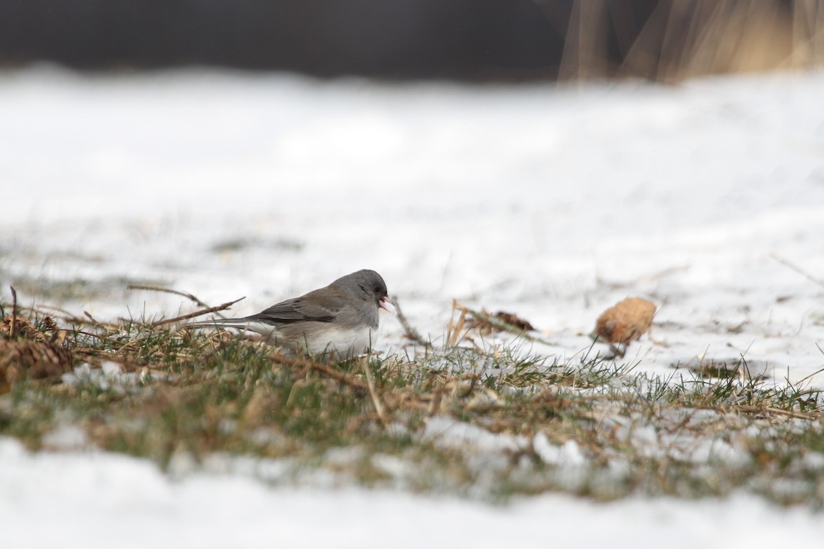 ユキヒメドリ（hyemalis／carolinensis） - ML644295383