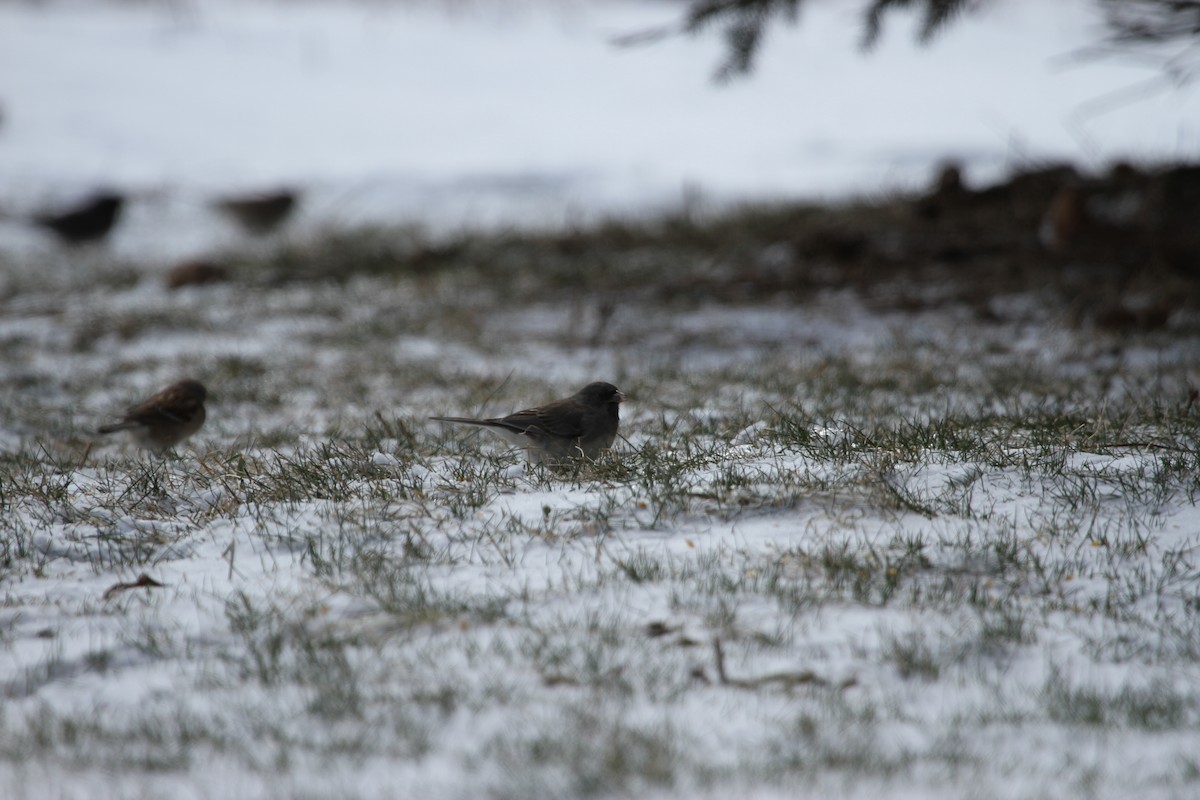 ユキヒメドリ（hyemalis／carolinensis） - ML644295384