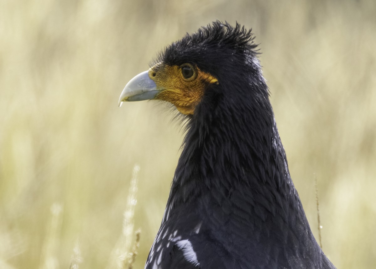 マダラコシジロカラカラ - ML644295385