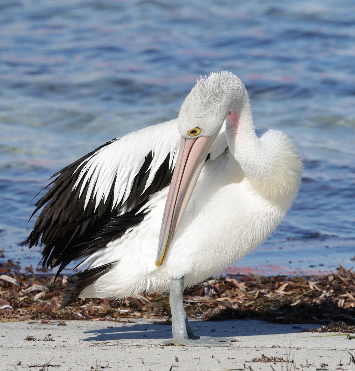 コシグロペリカン - ML644295386