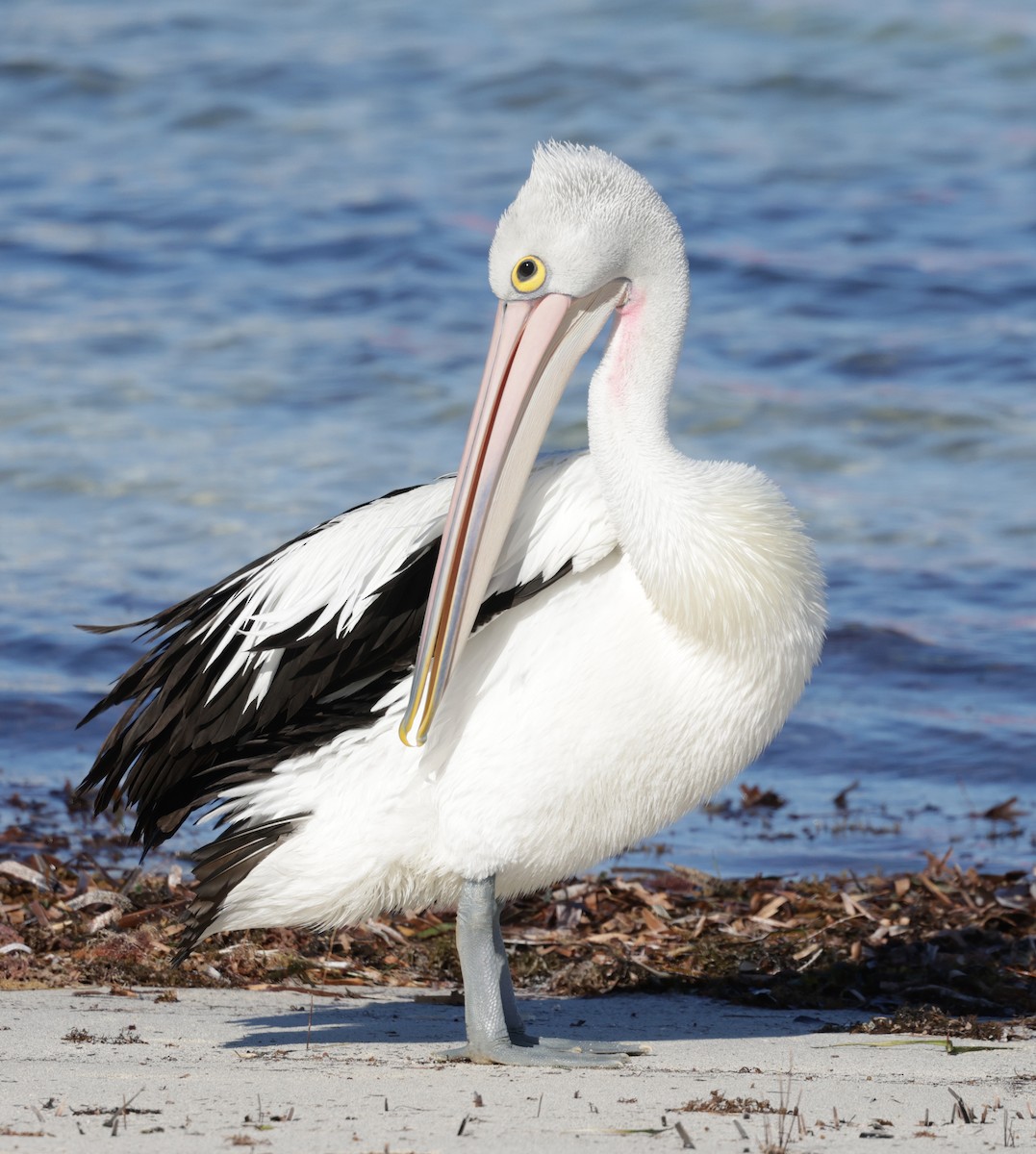 コシグロペリカン - ML644295387